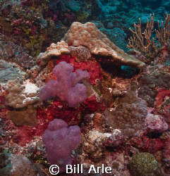 Reef scene.  Coral Sea.  Canon G10, Ikelite housing, stro... by Bill Arle 
